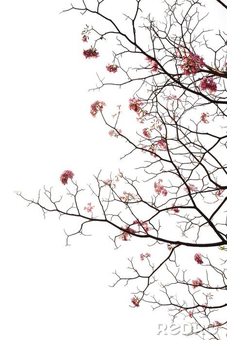 Fototapete Japanische Kirschen im Vorfrühling
