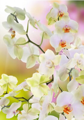 Fototapete Japanische Orchideen im Garten