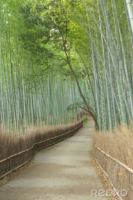 Fototapete Japanischer Bambuswald