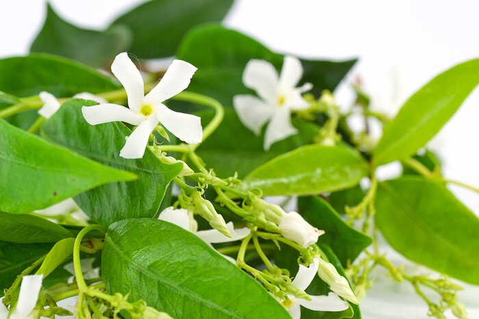 Fototapete Jasmin und Natur