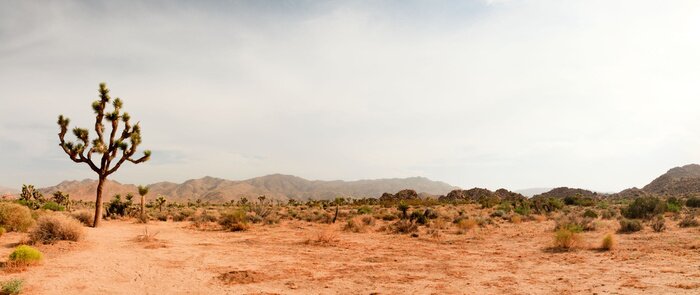Fototapete Joshua Tree National Park, USA. Panorama-Aufnahme.