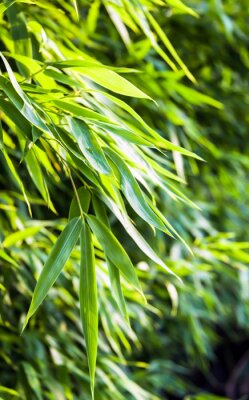 Junge Blätter von Bambus