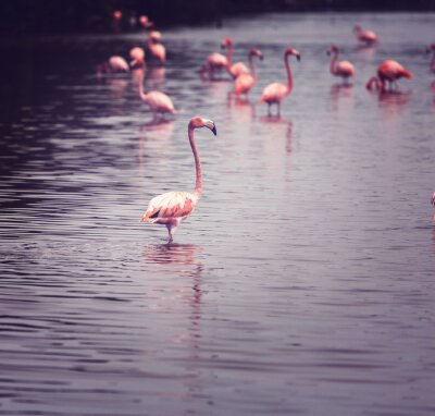 Junge rosa Flamingos im Wasser
