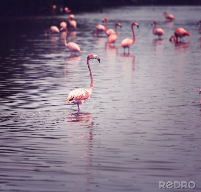 Fototapete Junge rosa Flamingos im Wasser