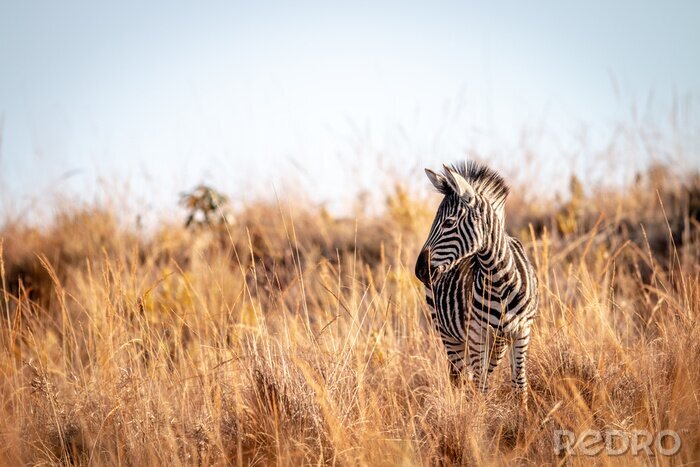 Fototapete junge Zebra unter den Gräsern