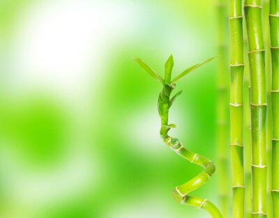 Fototapete Junger Bambus auf grünem Hintergrund