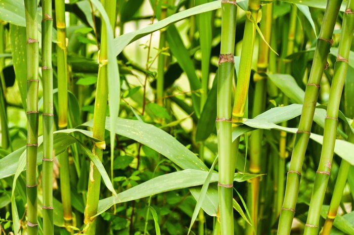 Fototapete Junger Bambuswald