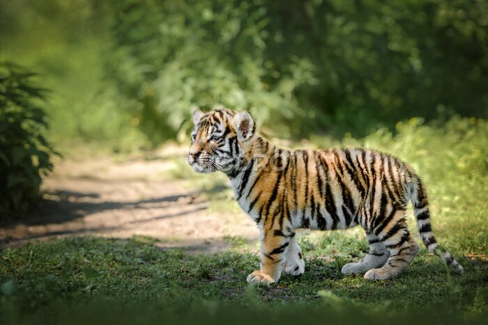 Fototapete Junger Bengal-Tiger in seinem natürlichen Lebensraum