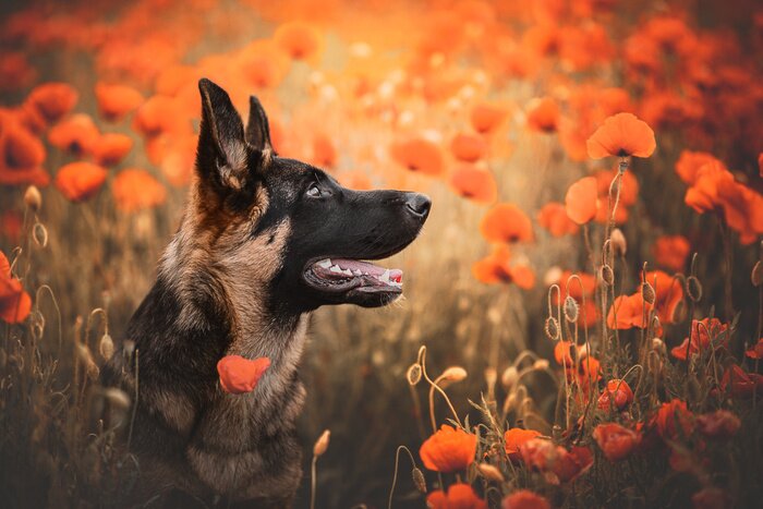Fototapete Junger Deutscher Schäferhund im Mohnblumenfeld