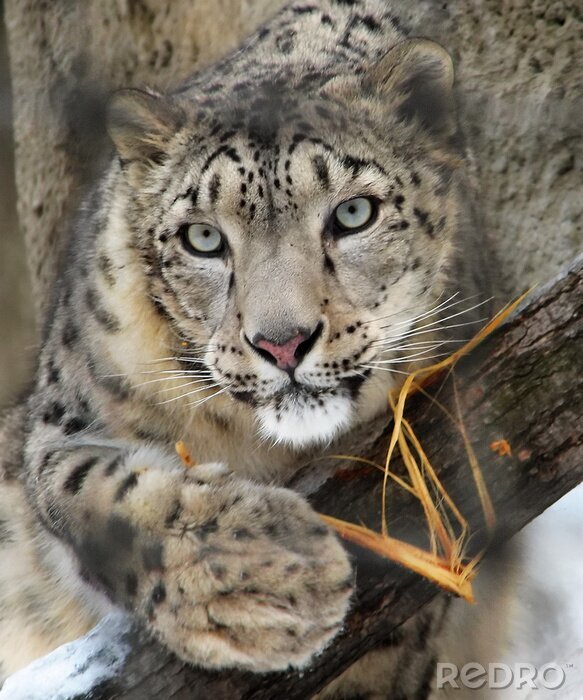 Fototapete Junger Leopard