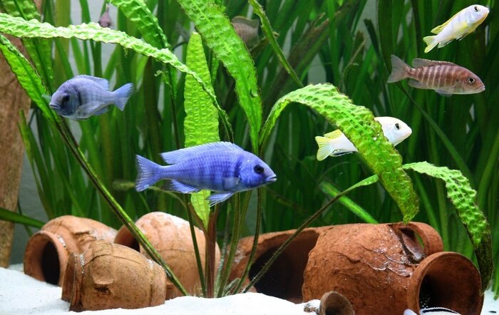 Fototapete Junger Phenochilus