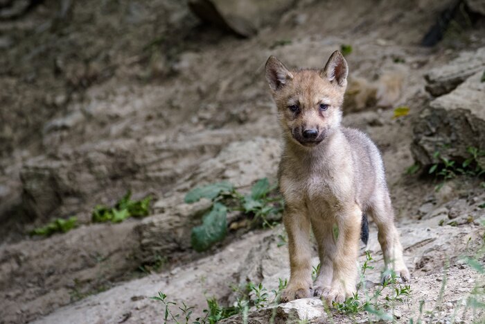 Fototapete Junger Wolf im Wald