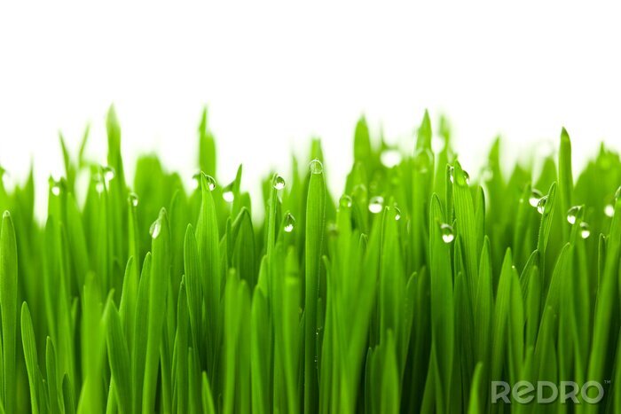 Fototapete Junges mit Tau bedecktes Gras