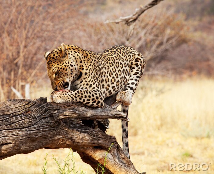 Fototapete Junges Wildtier Safari