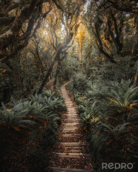 Fototapete Jungle path in NZ