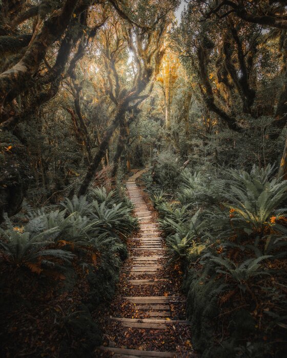 Fototapete Jungle path in NZ