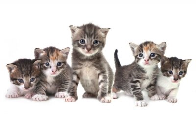 Fototapete Kätzchen auf weißem Hintergrund