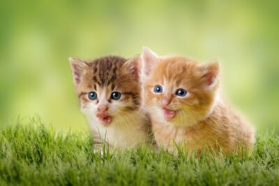 Fototapete Kätzchen im grünen Gras