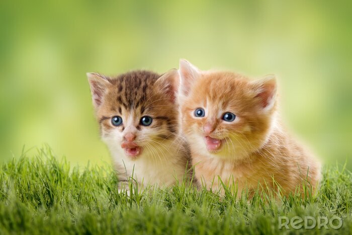 Fototapete Kätzchen im grünen Gras