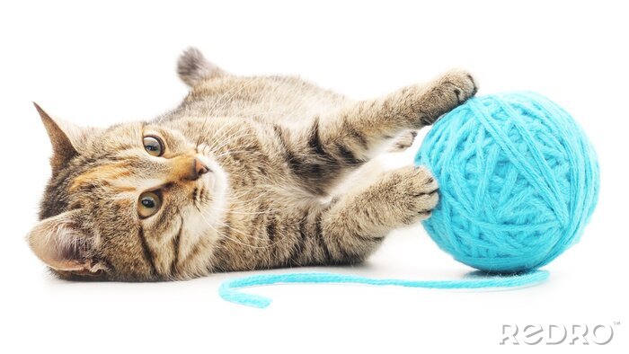 Fototapete Kätzchen mit blauer Strickwolle