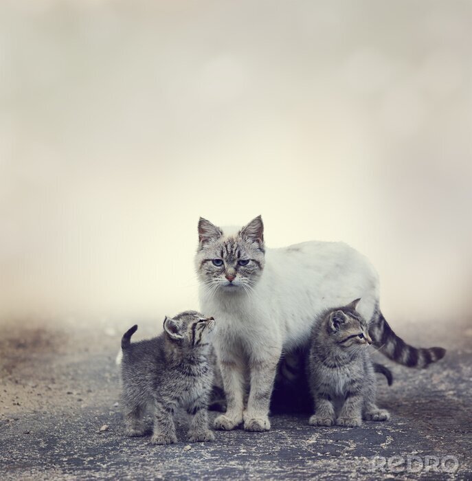 Fototapete Kätzchenfamilie auf grauem Hintergrund