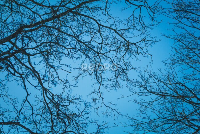 Fototapete Kahle Äste gegen den Himmel