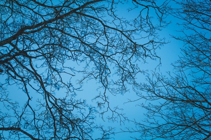 Fototapete Kahle Äste gegen den Himmel