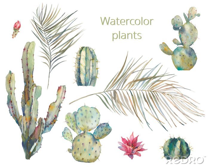 Fototapete Kakteen und Blätter exotischer Pflanzen Illustration