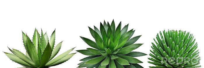 Fototapete Kaktuspflanzen