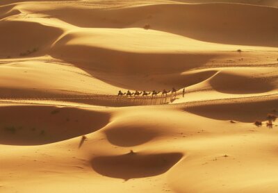 Fototapete Kamele in der Wüste