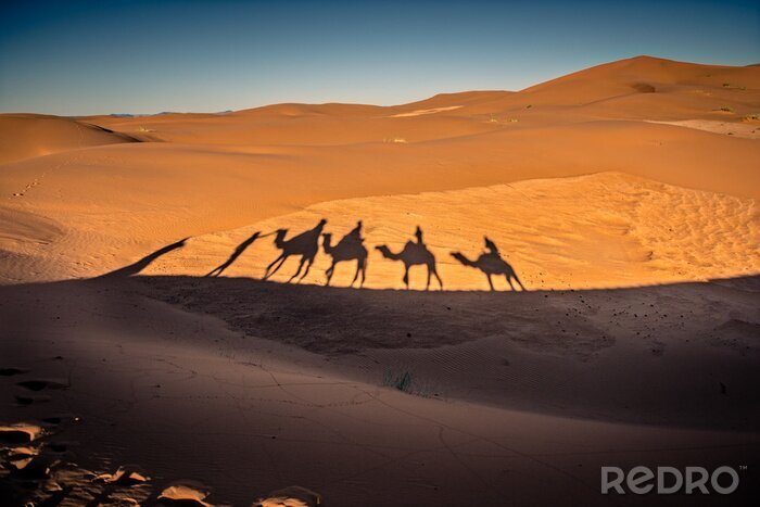 Fototapete Kamele in der Wüste