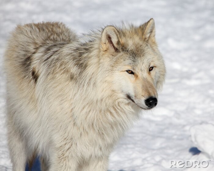 Fototapete Kanadischer Grauer Wolf