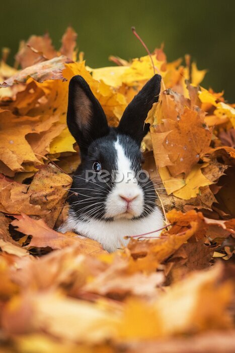 Fototapete Kaninchen in Herbstblättern