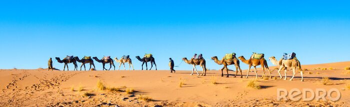 Fototapete Karawane in der Sahara
