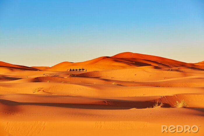 Fototapete Karawane in der Sahara in Afrika