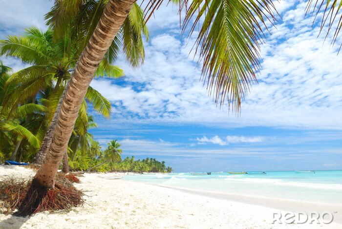 Fototapete Karibisches Meer und grüne Palmen