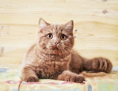 Fototapete Katze auf dem Bettzeug