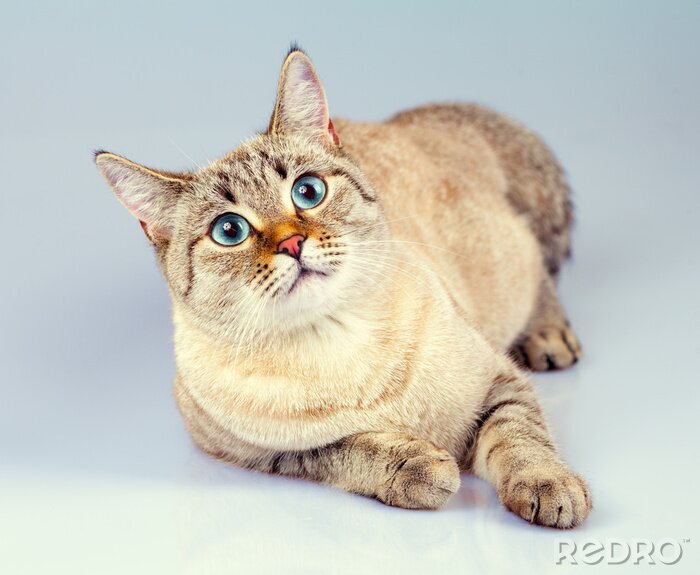 Fototapete Katze mit blauen Augen