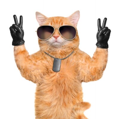Fototapete Katze mit roter Brille