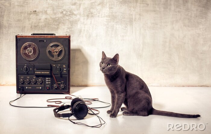 Fototapete Katze und Musikgeräte