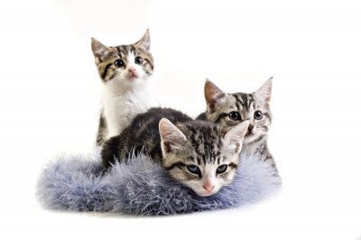 Fototapete Katzen auf einem flauschigen Teppich