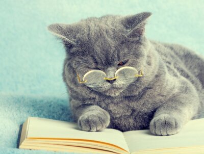 Katzen konzentrierte Katze mit Brille neben einem Buch
