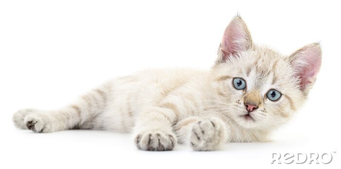 Fototapete Katzen weiße Katze auf der Seite liegend mit ausgestreckten Pfoten