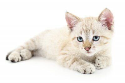 Katzen weiße Katze mit traurigen blauen Augen