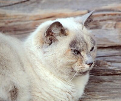 Fototapete Katzenkopf auf einem hölzernen Hintergrund