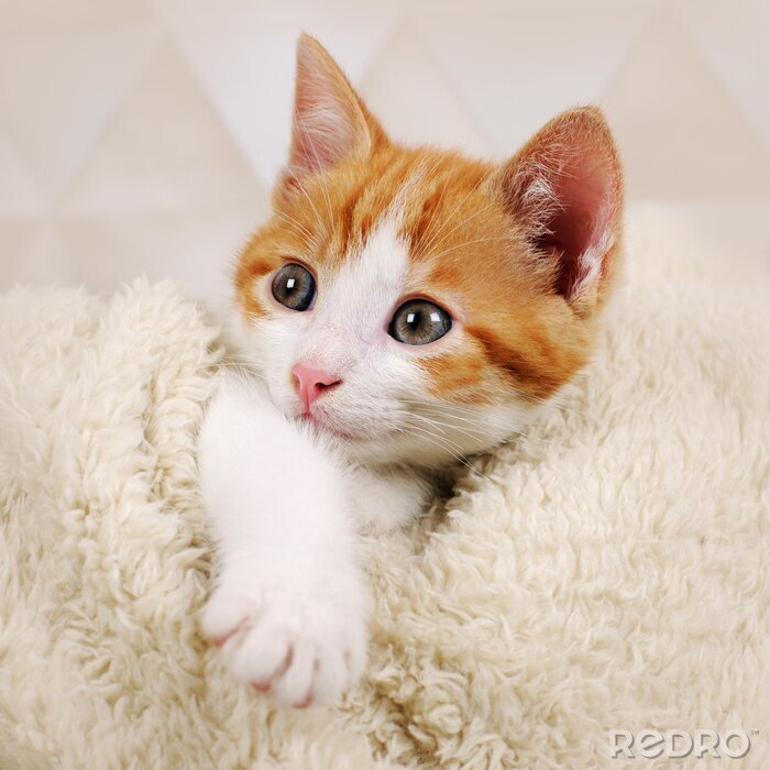 Fototapete Katzenkopf in einer Decke