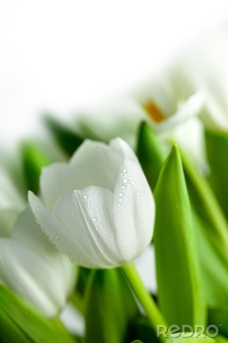 Fototapete Kelch mit weißen Blumen