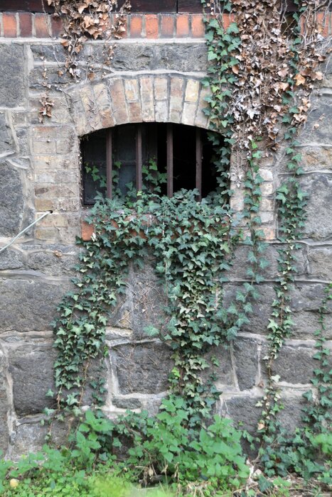 Fototapete Kellerfenster mit Gitter und Efeu