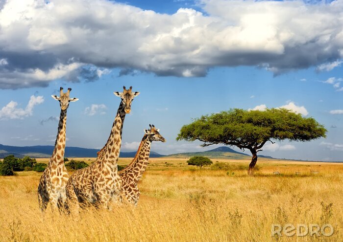Fototapete Kenia-Nationalpark