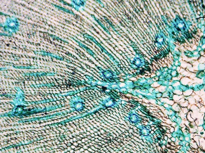 Fototapete Kiefer unter Mikroskop